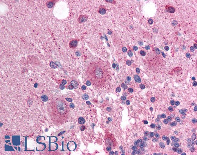 Anti-SOX3 antibody IHC of human brain, cerebellum. Immunohistochemistry of formalin-fixed, paraffin-embedded tissue after heat-induced antigen retrieval. Antibody LS-B1569 concentration 5 ug/ml.