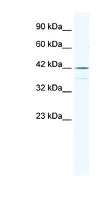 SOX3 antibody LS-B1569 Western blot of Raji lysate.
