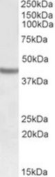 SOX3 antibody (0.5 ug/ml) staining of Human Cerebral Cortex lysate (35 ug protein/ml in RIPA buffer). Primary incubation was 1 hour. Detected by chemiluminescence.