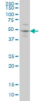 SOX3 monoclonal antibody (M04), clone 1F2 Western Blot analysis of SOX3 expression in A-431.