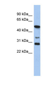 SOX3 antibody LS-C109773 Western blot of PANC1 cell lysate.