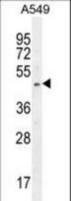 SOX3 Antibody (Center P204) western blot of A549 cell line lysates (35 ug/lane). The SOX3 antibody detected the SOX3 protein (arrow).