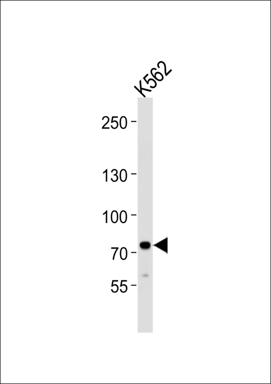 Western blot of lysate from K562 cell line, using SOX30 Antibody. Antibody was diluted at 1:1000 at each lane. A goat anti-rabbit IgG H&L (HRP) at 1:5000 dilution was used as the secondary antibody. Lysate at 35ug per lane.