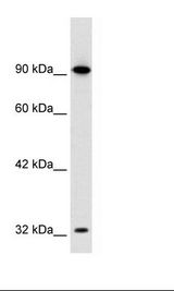 HepG2 Cell Lysate