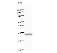 Western blot analysis of immunized recombinant protein, using anti-SOX4 monoclonal antibody.