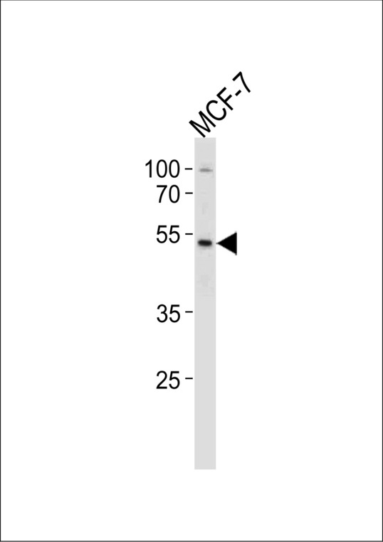 SOX4 Antibody western blot of MCF-7 cell line lysates (35 ug/lane). The SOX4 antibody detected the SOX4 protein (arrow).