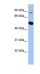 SOX6 antibody LS-B5596 Western blot of HepG2 cell lysate.