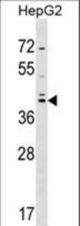 SOX7 Antibody western blot of HepG2 cell line lysates (35 ug/lane). The SOX7 antibody detected the SOX7 protein (arrow).