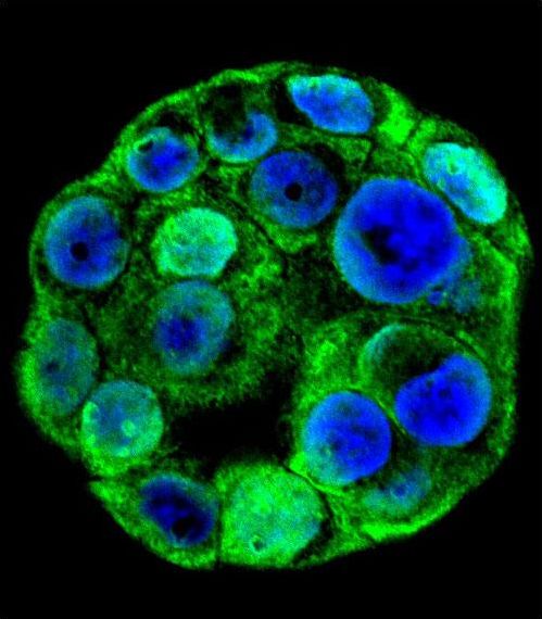 Confocal immunofluorescent of SP1 Antibody (C-term P692) with WiDr cell followed by Alexa Fluor 488-conjugated goat anti-rabbit lgG (green). DAPI was used to stain the cell nuclear (blue).