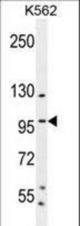 SP1 Antibody (C-term P692) western blot of K562 cell line lysates (35 ug/lane). The SP1 antibody detected the SP1 protein (arrow).