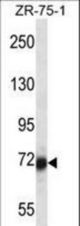 SP100 Antibody western blot of ZR-75-1 cell line lysates (35 ug/lane). The SP100 antibody detected the SP100 protein (arrow).