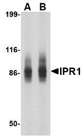Western blot of IPR1 in SW480 cell lysate with IPR1 antibody at (A) 1 and (B) 2 ug/ml.