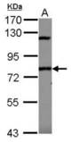 Sample (30 ug of whole cell lysate) A: 293T 7.5% SDS PAGE SP110 antibody diluted at 1:1000