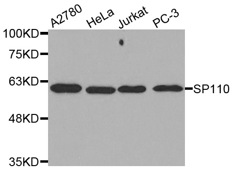 Western blot analysis of extracts of various cell lines, using SP110 antibody.