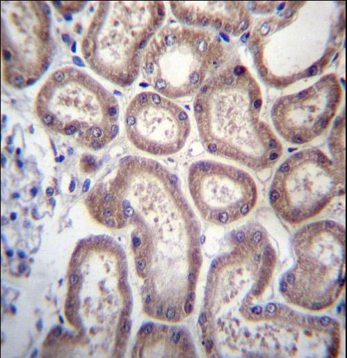 SP140 Antibody immunohistochemistry of formalin-fixed and paraffin-embedded human kidney tissue followed by peroxidase-conjugated secondary antibody and DAB staining.