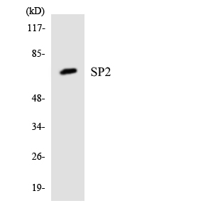 Western blot of the lysates from 293 cells using SP2 antibody.