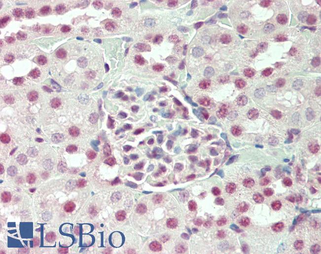 Mouse Kidney: Formalin-Fixed, Paraffin-Embedded (FFPE)