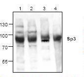Western blot analysis of SP3 using lysates from Jurkat cells (Lanes 1, 2), 3T3 cells (Lane 3) and Rat kidney (Lane 4).