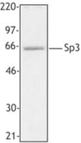 Hela cell extract was resolved by electrophoresis, transferred to nitrocellulose, and probed with rabbit anti-Sp3 polyclonal antibody. Proteins were visualized using a donkey anti-rabbit secondary antibody conjugated to HRP and a chemiluminescence system.