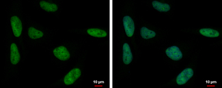 Anti-SP3 antibody used in ICC/IF.