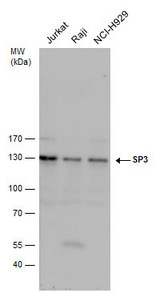 Anti-SP3 antibody used in Western blot.
