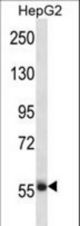 SP3 Antibody western blot of HepG2 cell line lysates (35 ug/lane). The SP3 antibody detected the SP3 protein (arrow).
