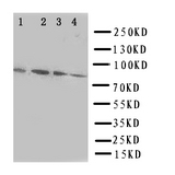 WB of SP4 antibody. Lane 1: Rat Spleen Tissue Lysate. Lane 2: SGC Cell Lysate. Lane 3: HELA Cell Lysate. Lane 4: JURKAT Cell Lysate.