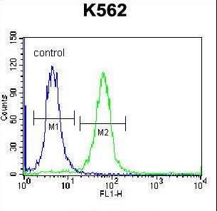 SP6 Antibody flow cytometry of K562 cells (right histogram) compared to a negative control cell (left histogram). FITC-conjugated donkey-anti-rabbit secondary antibodies were used for the analysis.