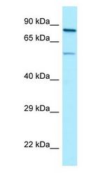 SP9 antibody Western Blot of HT1080.