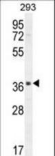 SACA1 Antibody western blot of 293 cell line lysates (35 ug/lane). The SACA1 antibody detected the SACA1 protein (arrow).