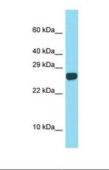 Western blot of Mouse Spleen. Spaca3 antibody dilution 1.0 ug/ml.