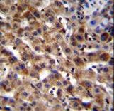 SPACA5B Antibody immunohistochemistry of formalin-fixed and paraffin-embedded human liver tissue followed by peroxidase-conjugated secondary antibody and DAB staining.