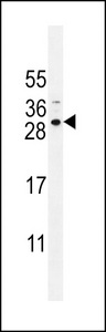 SPACA5B Antibody western blot of NCI-H292 cell line lysates (35 ug/lane). The SPACA5B antibody detected the SPACA5B protein (arrow).