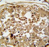 SPAG1 Antibody immunohistochemistry of formalin-fixed and paraffin-embedded human testis tissue followed by peroxidase-conjugated secondary antibody and DAB staining.