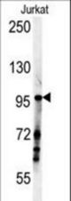 SPAG1 Antibody western blot of Jurkat cell line lysates (35 ug/lane). The SPAG1 antibody detected the SPAG1 protein (arrow).