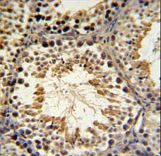SPG16 Antibody IHC of formalin-fixed and paraffin-embedded mouse testis tissue followed by peroxidase-conjugated secondary antibody and DAB staining.