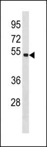 SPAG6 Antibody western blot of MDA-MB453 cell line lysates (35 ug/lane). The SPAG6 antibody detected the SPAG6 protein (arrow).