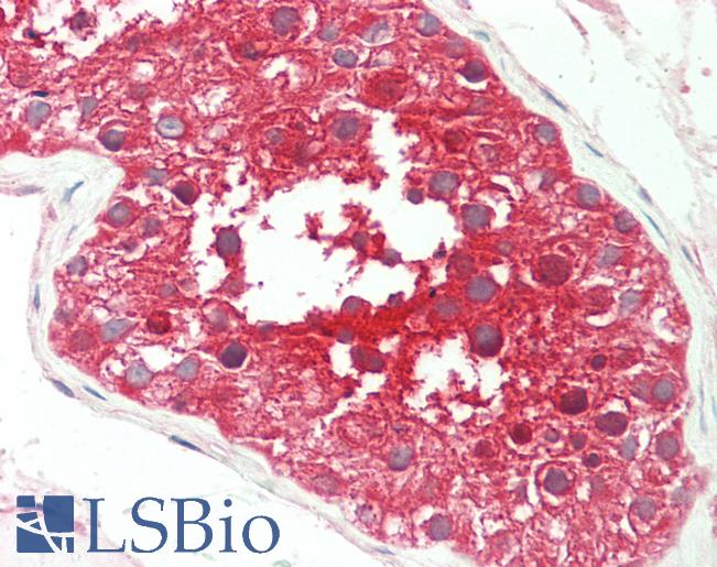 Anti-SPAG9 antibody IHC staining of human testis. Immunohistochemistry of formalin-fixed, paraffin-embedded tissue after heat-induced antigen retrieval. Antibody LS-B11294 concentration 5 ug/ml.