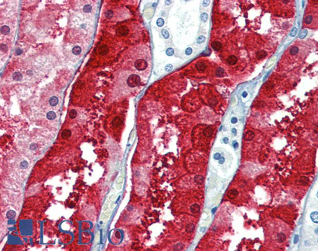 Anti-ZFYVE26 antibody IHC of human kidney. Immunohistochemistry of formalin-fixed, paraffin-embedded tissue after heat-induced antigen retrieval. Antibody LS-B3873 concentration 5 ug/ml.