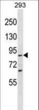 SPG20 Antibody western blot of 293 cell line lysates (35 ug/lane). The SPG20 antibody detected the SPG20 protein (arrow).