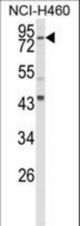 Western blot of SPG20 Antibody in NCI-H460 cell line lysates (35 ug/lane). SPG20 (arrow) was detected using the purified antibody.