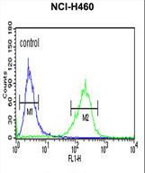 SPG20 Antibody flow cytometry of NCI-H460 cells (right histogram) compared to a negative control cell (left histogram). FITC-conjugated goat-anti-rabbit secondary antibodies were used for the analysis.