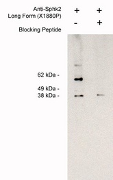 Western blot of endogenous sphingosine kinase 2 LF detection in Jurkat cell lysate (4 ug/lane) using X1880P (1 ug/ml) developed using anti-rabbit HRP (1:75K) and Pierce Super Signal west Femto.