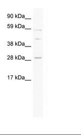 Fetal Thymus Lysate