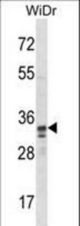 SPI1 Antibody western blot of WiDr cell line lysates (35 ug/lane). The SPI1 antibody detected the SPI1 protein (arrow).