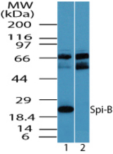 Western blot of Spi-B in human spleen lysate in the 1) absence and 2) presence of immunizing peptide using LS-C148472 at 1.0 ug/ml.
