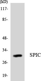 Western blot of the lysates from Jurkat cells using SPIC antibody.