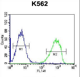 SPINK8 Antibody flow cytometry of K562 cells (right histogram) compared to a negative control cell (left histogram). FITC-conjugated goat-anti-rabbit secondary antibodies were used for the analysis.