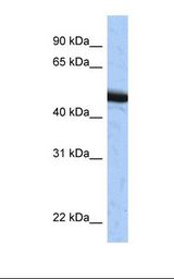 HepG2 cell lysate. Antibody concentration: 1.0 ug/ml. Gel concentration: 12%.