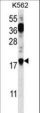 PTMS Antibody western blot of K562 cell line lysates (35 ug/lane). The PTMS antibody detected the PTMS protein (arrow).